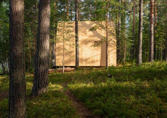 a path in the woods