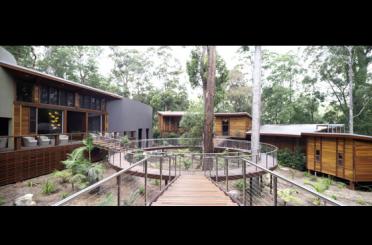 a wooden walkway leading to a tree